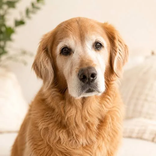 Perros senior